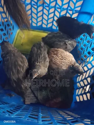 Quail for Sale