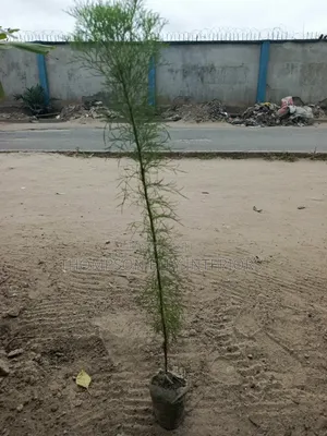 Dill Plant/ False Fennel