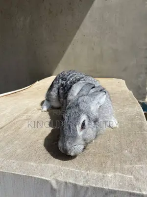 Adult Buck Rabbit