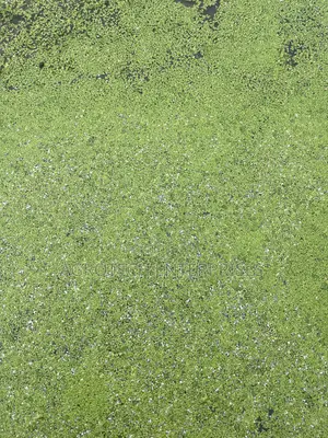 Dock Weed Family