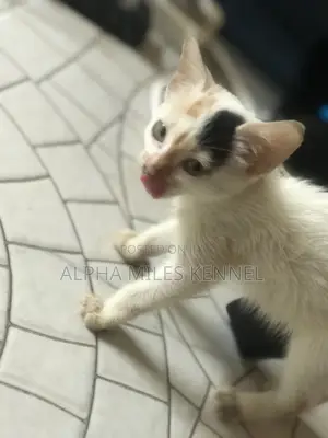 1-3 months Female Purebred Exotic