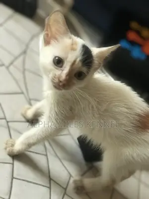 1-3 months Female Purebred Exotic