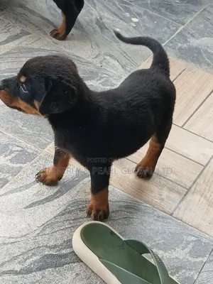 1-3 months Female Purebred Rottweiler