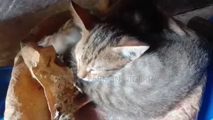 1-3 months Female Purebred American Shorthair