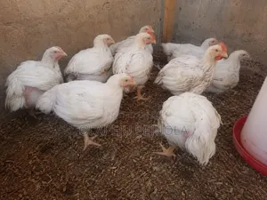 Noiler,local Broiler Chickens Available