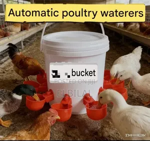 Chicken Automatic Drinking Cups