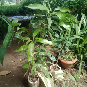 Tree Seedlings of All Kinds