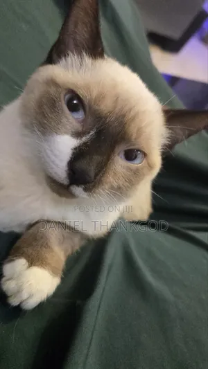 1-3 months Female Mixed Breed Siamese