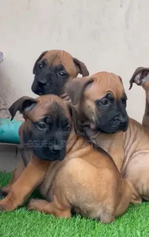 1-3 months Male Purebred Boerboel