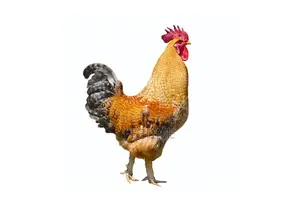 Local Chicken
