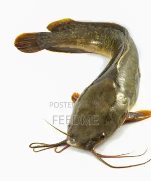 Live Catfish