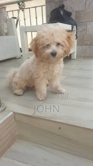 1-3 months Female Mixed Breed Cavalier King Charles Spaniel