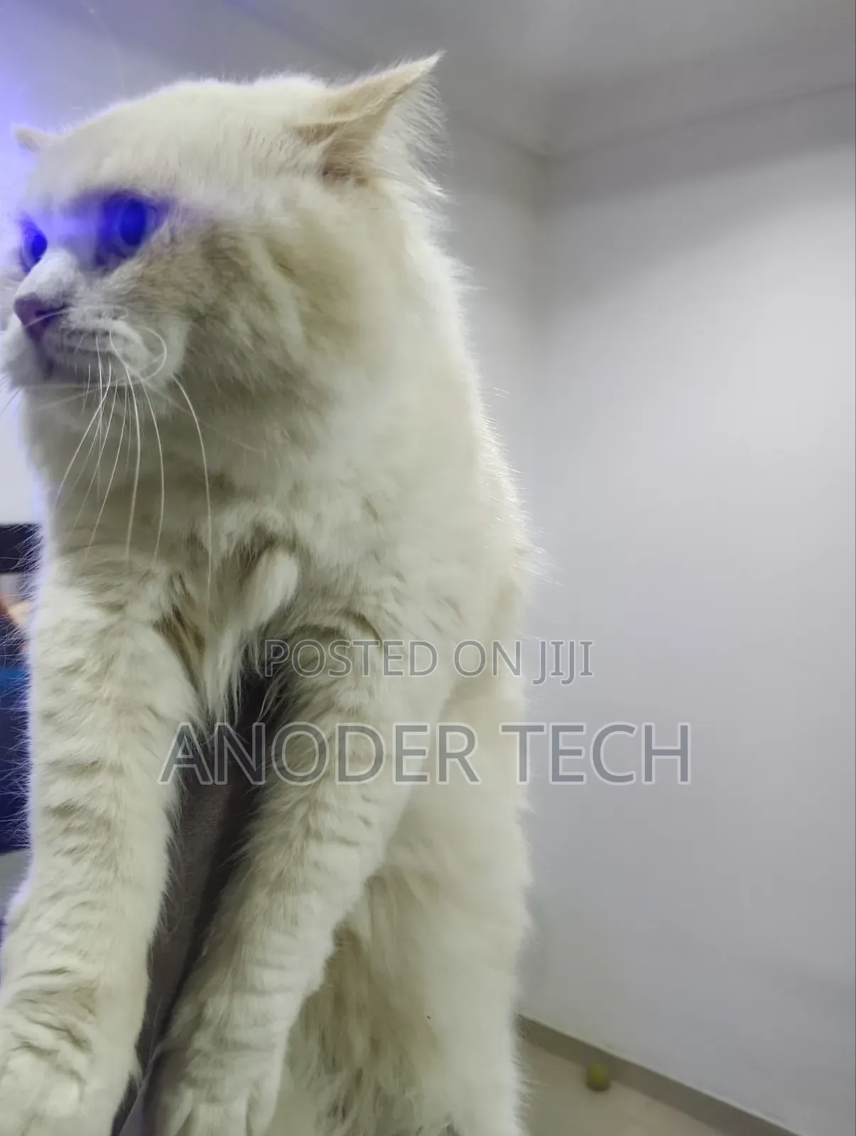 Persian Stud Cat