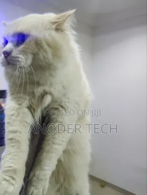 Persian Stud Cat