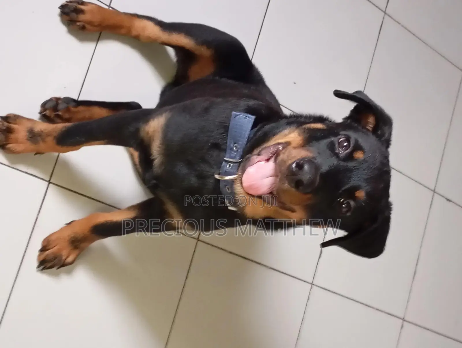 3-6 months Male Purebred Rottweiler