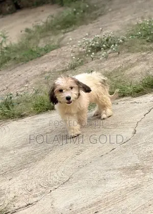 1-3 months Male Purebred Lhasa Apso