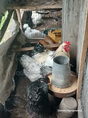 Exotic Chicken (Sultan, Silkie, Brahma, Polish, Frizzle, Naked Neck)