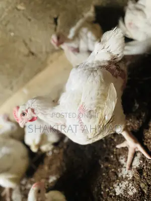 Live Broiler Chicken