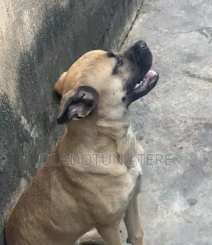 6-12 months Female Purebred Boerboel