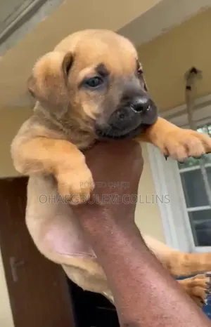 1-3 months Female Mixed Breed Boerboel