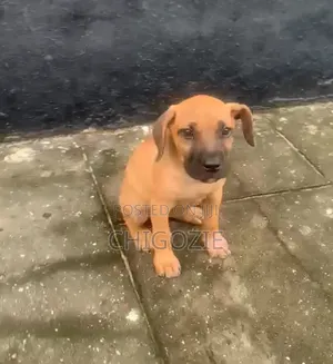 1-3 months Female Purebred Boerboel