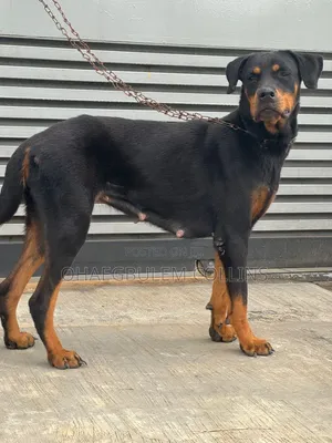 6-12 months Female Mixed Breed Rottweiler