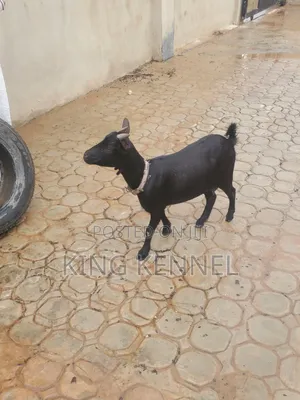 Adult Female Goat for Sale at Apete Ibadan