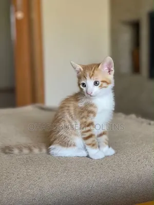 1-3 months Female Purebred American Shorthair