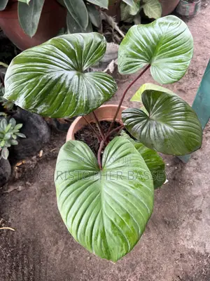 Queen of Hearts Homalomena or Red Stem Homalomena