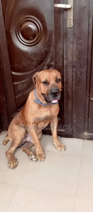 1+ year Male Mixed Breed Boerboel