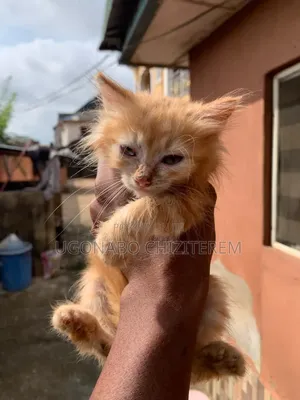 1-3 months Male Purebred Persian