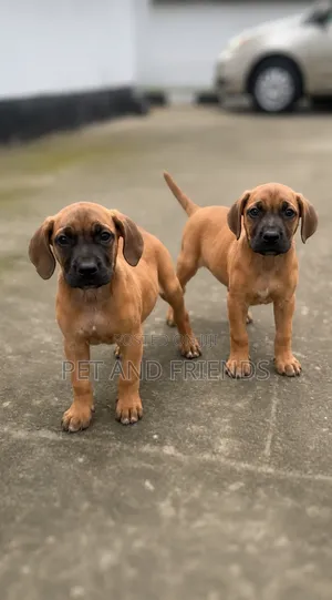 1-3 months Female Purebred Boerboel