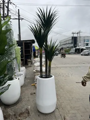 Tall cylinTMadagascar Dragon Tree Botanical Name: Dracaena Marginata/