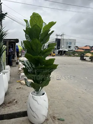 Dumb Cane Botanical Name: Dieffenbachia Seguine (Or a Similar Dieffe