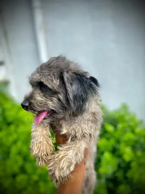 1+ year Male Purebred Lhasa Apso