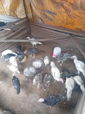 8 Week Old Local Turkey Is Available 20 Remaining