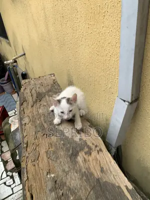 0-1 month Female Mixed Breed Cat