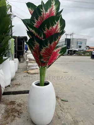 Red Aglaonema (Siam Aurora / Red Chinese Evergreen)