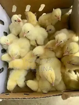 Day Old Chicks