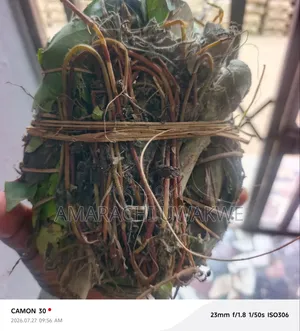 Ajumbasie Natural