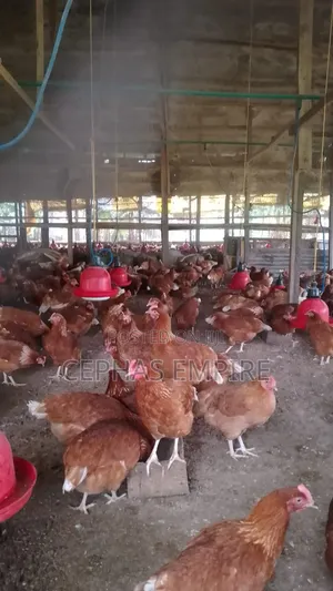 20 Weeks Isa Brown for Sale in Ibadan