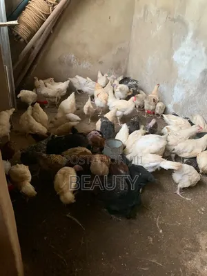 Broilers Chicken
