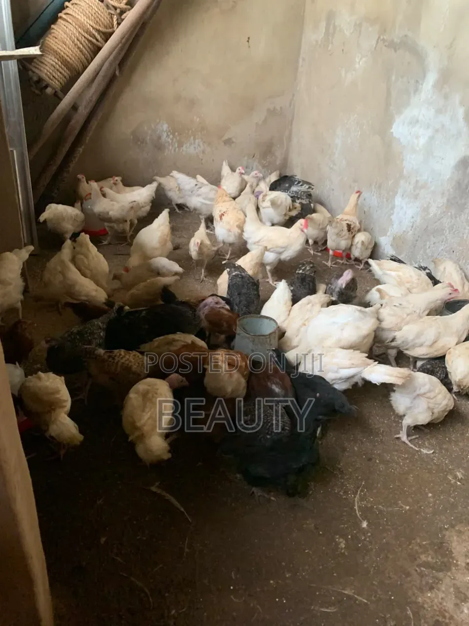 Broilers Chicken