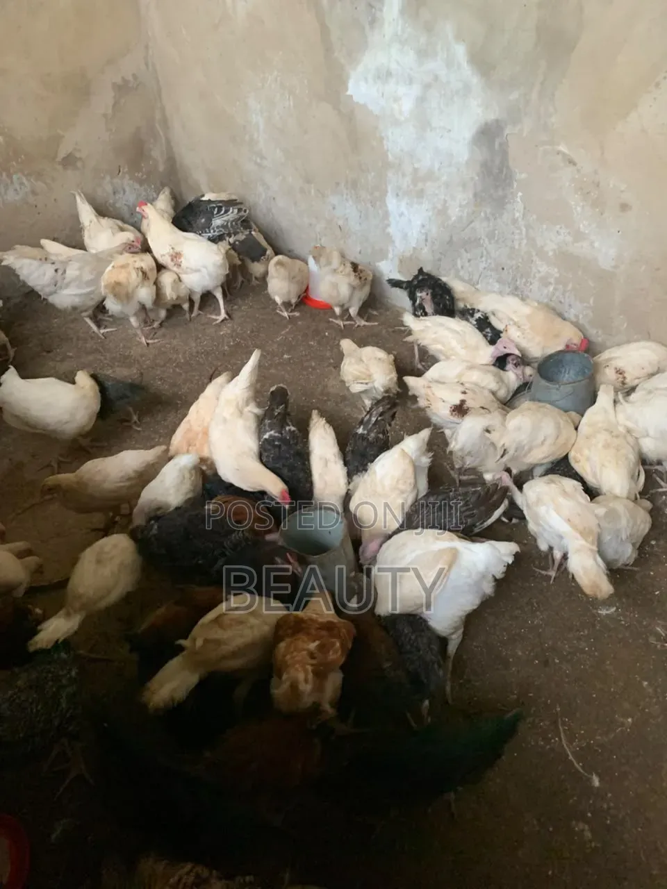Broilers Chicken