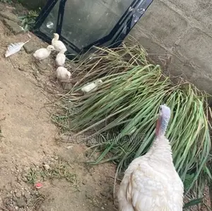Local Turkey Babies/Kids (Poults)