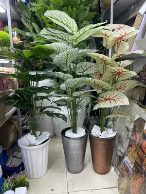 Pot and Plant