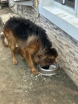 1+ year Male Purebred German Shepherd