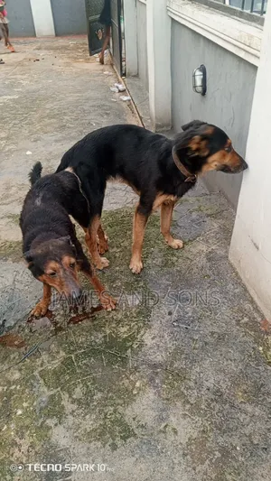 1-3 months Female Purebred German Shepherd