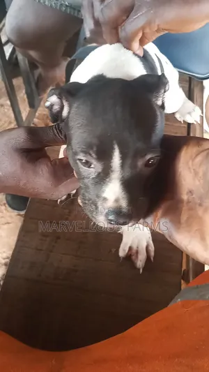 1-3 months Female Purebred American Pit Bull Terrier