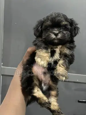 1-3 months Male Purebred Lhasa Apso